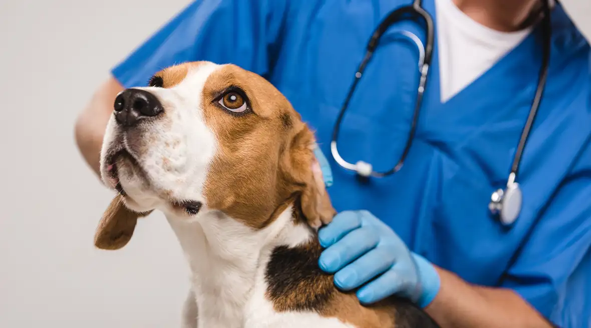 Dog being checked by a vet