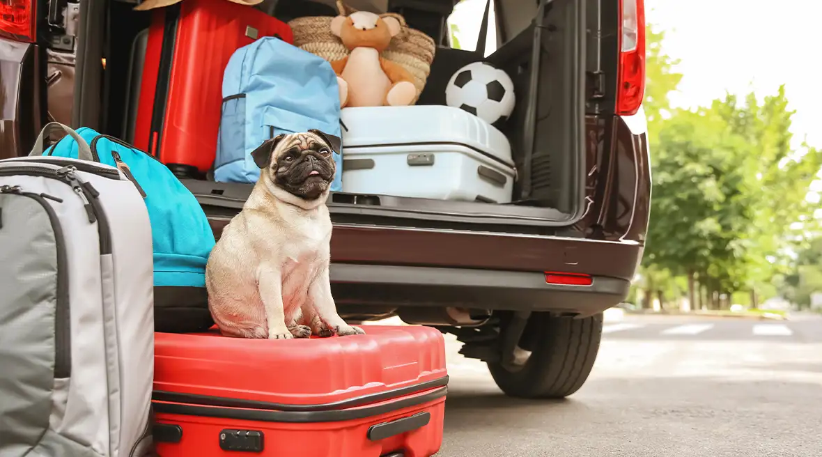 Pug sitting on top of luggage with car in the background