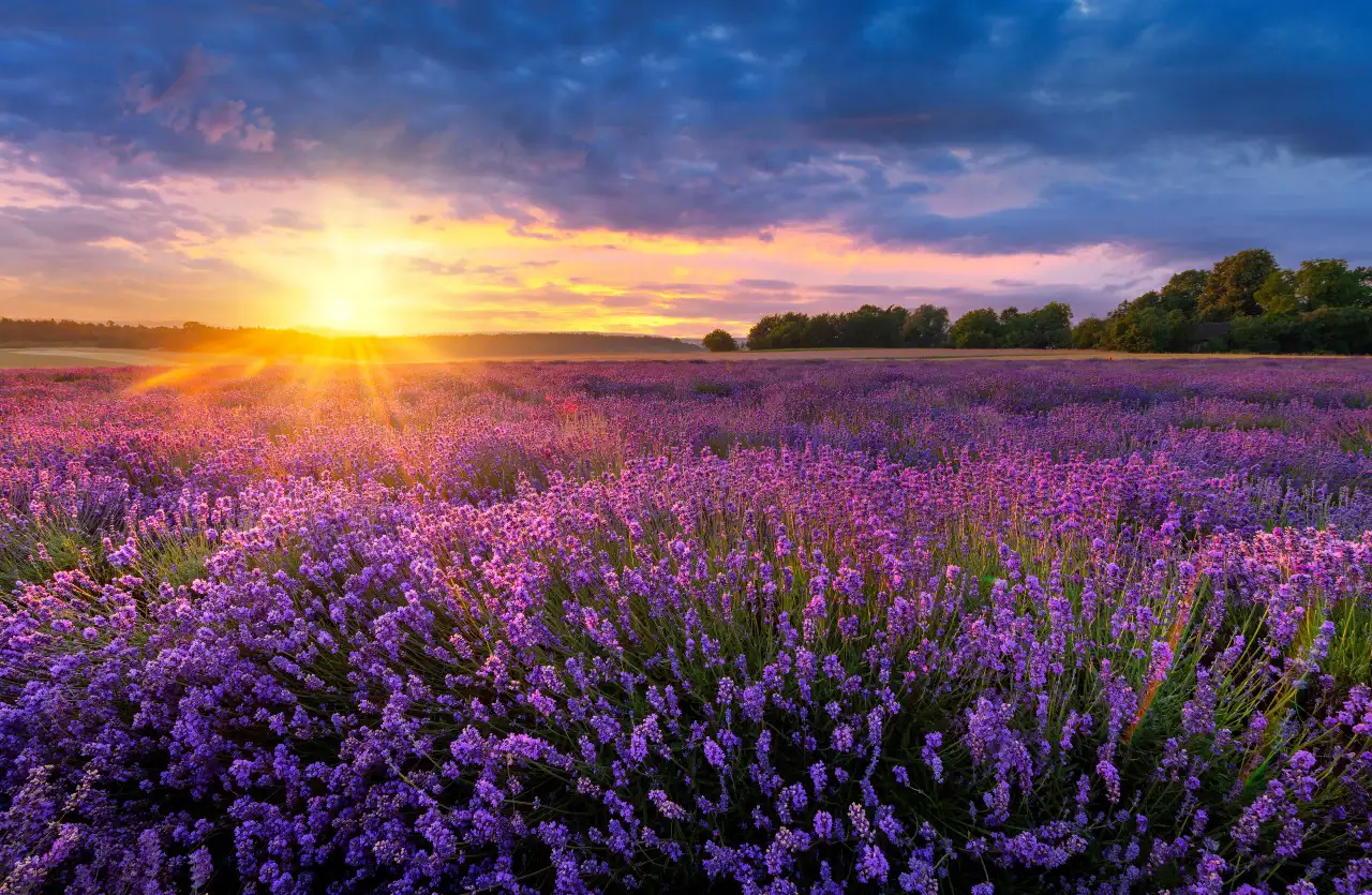 Lavender fields in Provence under a cloudy sky at sunset. Warm rays of light fall over the flowers