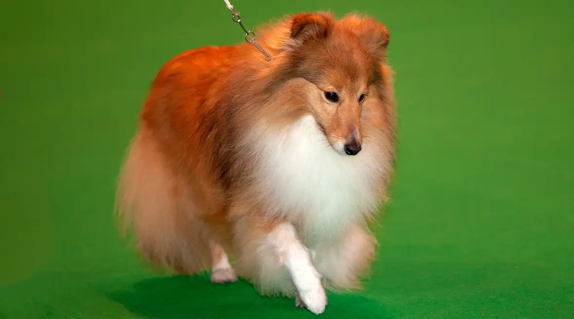 portret van een klein langharig hondje op een hondenshow