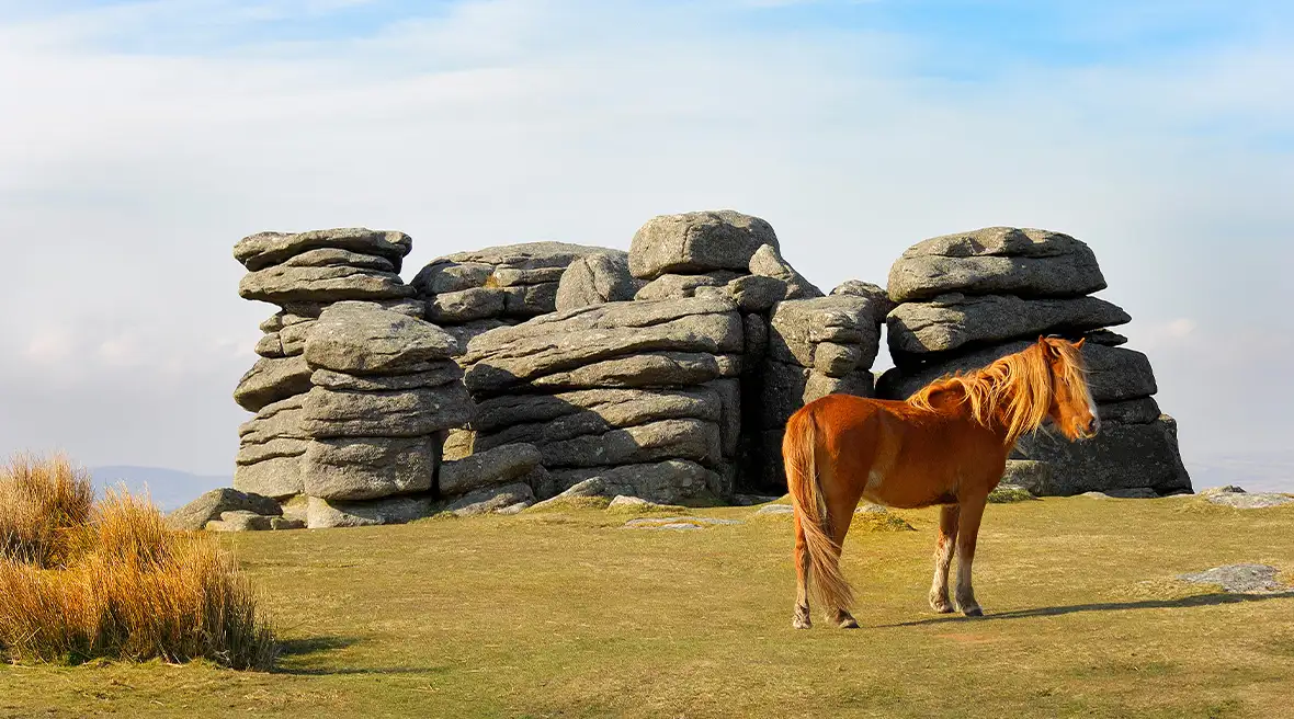 Poney dans la lande verte devant une formation rocheuse de granit