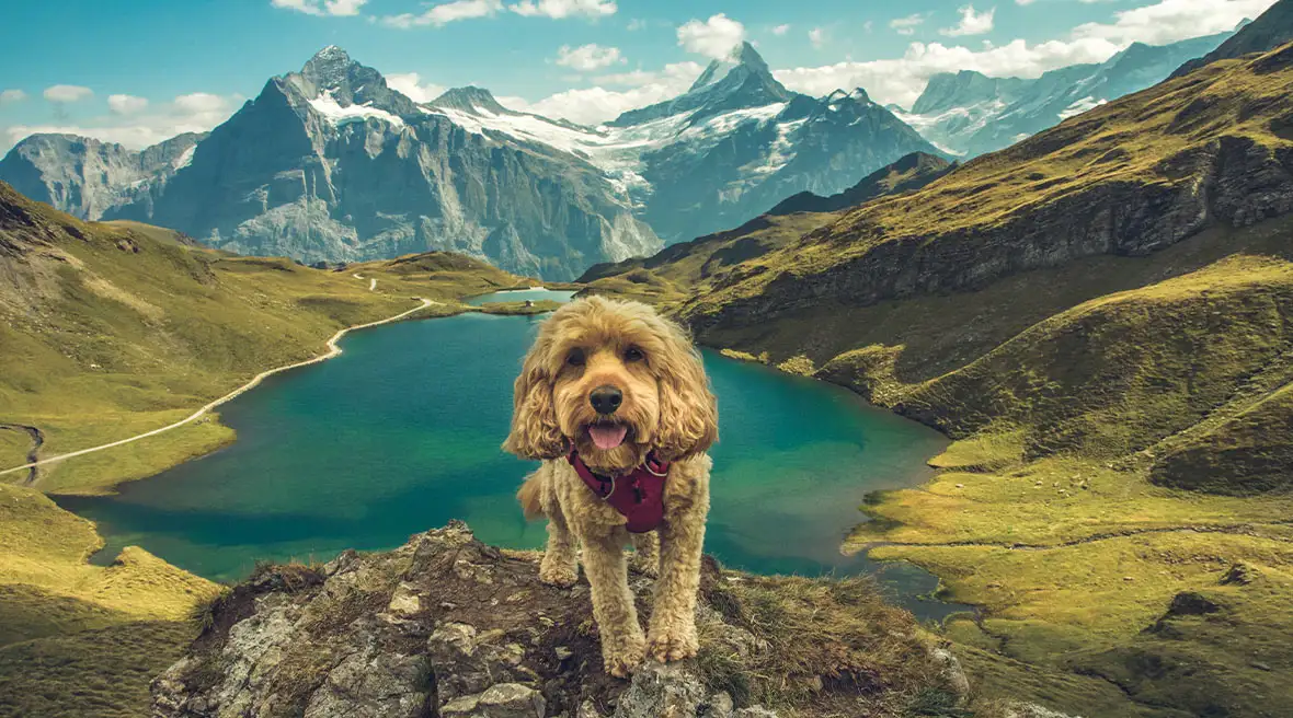A grass-covered valley with a still, blue lake in the middle, sits before snow-capped mountains seen in the distance. A dog is standing on a rock, with a few specks of moss, in the foreground.