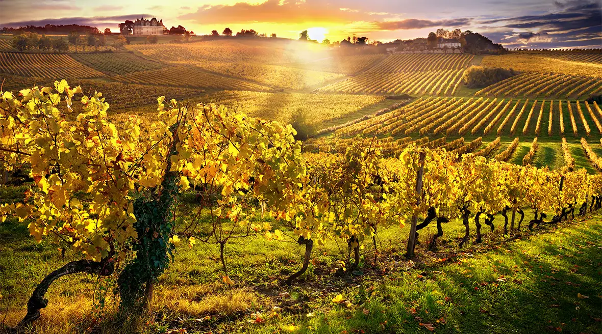 Rows and rows of vines stretching out as far as the horizon, against a beautiful sunset.