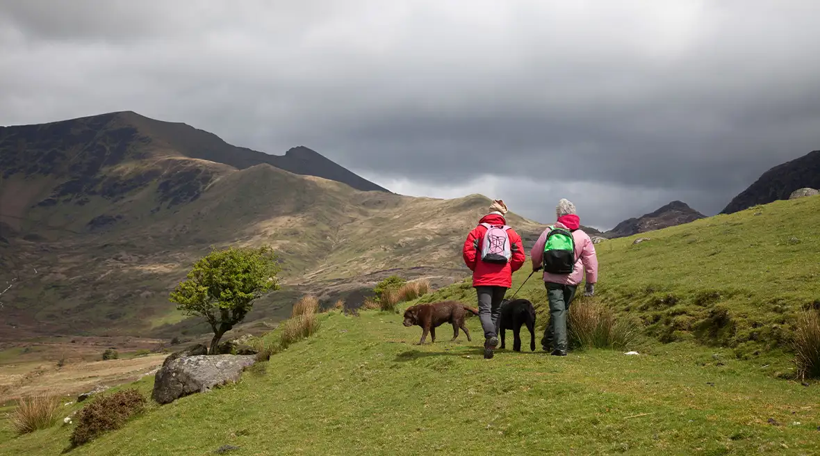 Twee mensen lopen met twee bruine honden over een ruig heuvellandschap