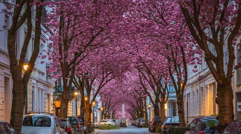 Stunning cherry blossom lined Heerstrasse